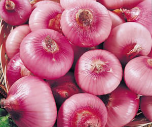 Joke on onion 