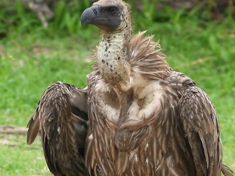 study shows Vulture numbers rise up for first time in 10 years in Himachal.