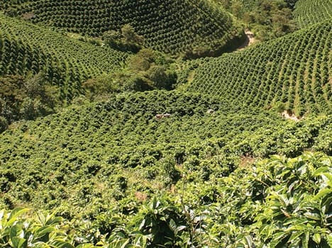 Govt plans for coffee cultivation in Himachal.