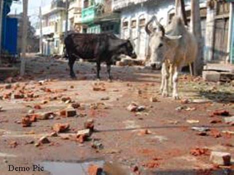 Dispute between two sides over preventing trucks carrying livestock.