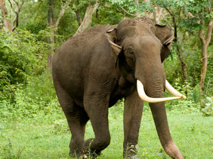 elephants cordon house in kotdwar.