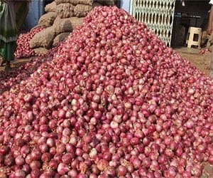 because of falling prices lying rotting onions In the fields