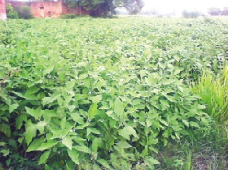The attack originated in vegetables viral