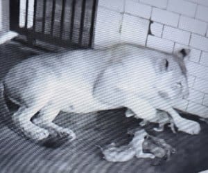 lucknow zoo blessed with four lion cubs