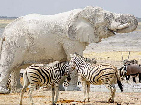 white looking elephant in african national park