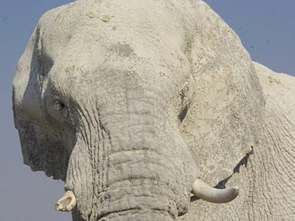 white looking elephant in african national park