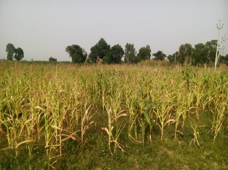 crop