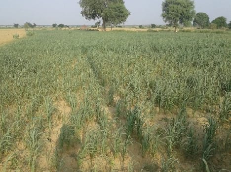 On the verge of drying kharif crop