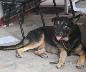 Shantibng action against dog killer