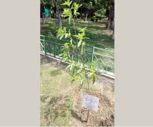 CM planted tree changed after effect of amar ujala news