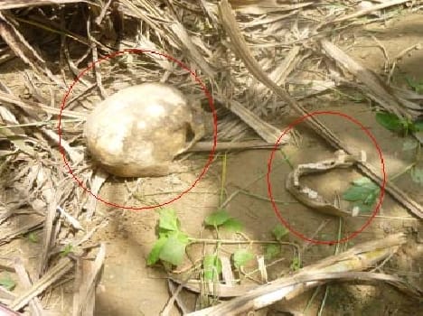 From farm skull , bones and clothes of Golu