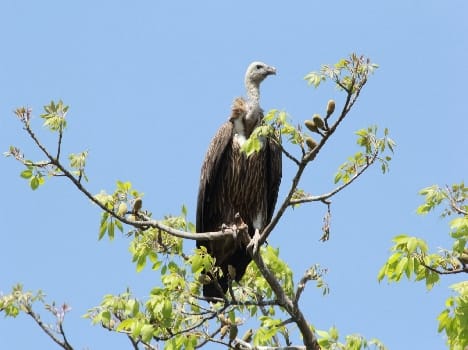 In the valley fading fast Vultures are becoming