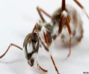 How do treatment ants