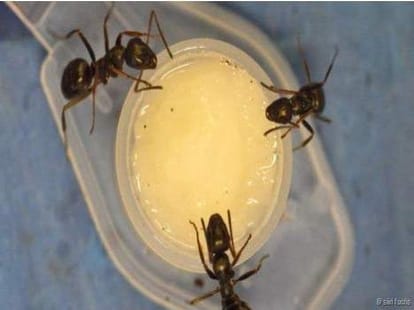 How do treatment ants