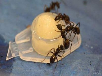 How do treatment ants