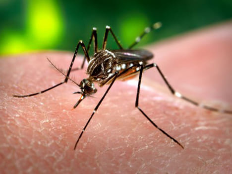 five dengue patient found in jammu and kashmir