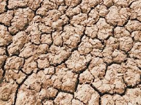 The prospect of drought , yields fall