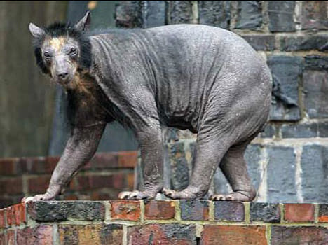  wild animals attack will Grow in the plains 