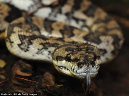 Pet store owner about to die when python screw him