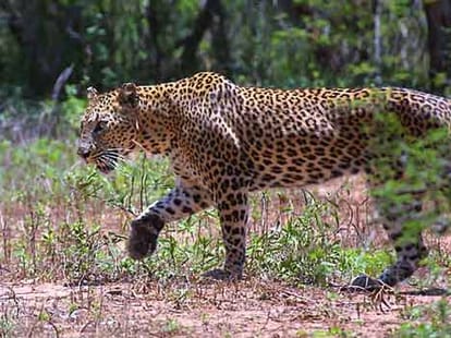 leopard attacked on child dead body found in forest.