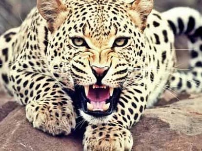 home guard personnel fight with leopard.