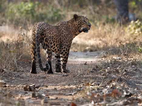 census of leopard in india 