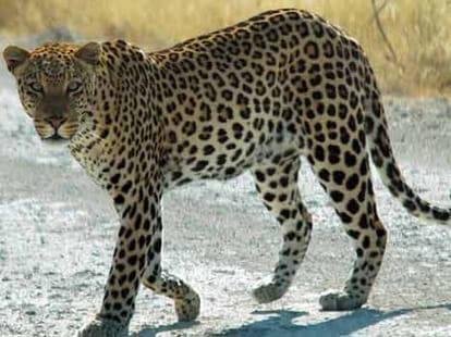 census of leopard in india 