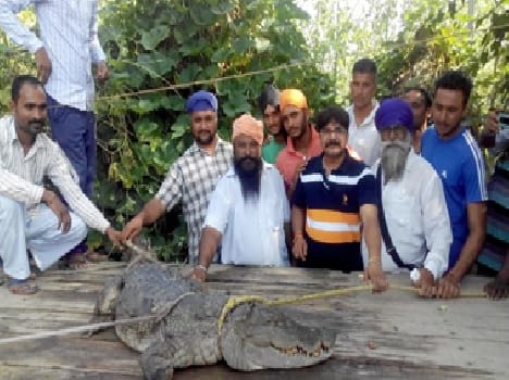 Home entered crocodile