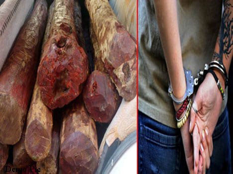 Clever Chinese were smuggling costly sandalwood.