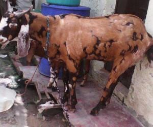 billy goat are available online for this bakra eid