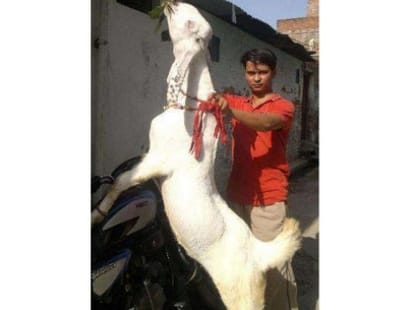 billy goat are available online for this bakra eid