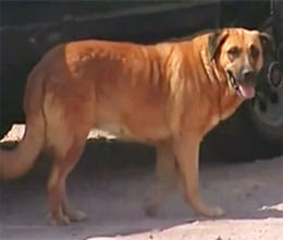 The rise in the number of rabies cases