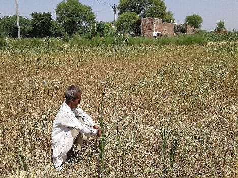 A fortnight had rain, began drying crops
