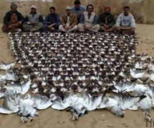 Enemy of birds