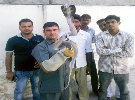 Hafed GM got cobra at Kothi