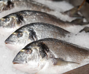 Introducing new schemes to expand fish farming