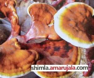 himachal will grow special mashroom, used in swine flu treatement.