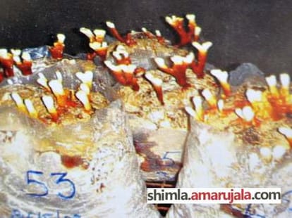 himachal will grow special mashroom, used in swine flu treatement.