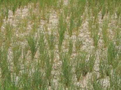 news story on world famous basmati rice