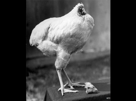 headless chicken lived for months