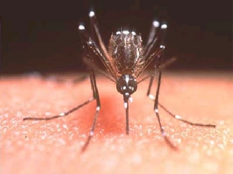 alert in haryana due to dengue terror