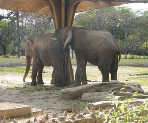 elephant fight in delhi zoo, mahawat injured 