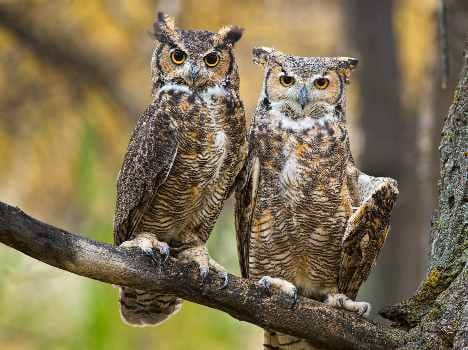 owl couple robbed in chhatbir zoo