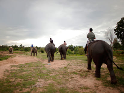 scientists tell the story of elephant ancestors.
