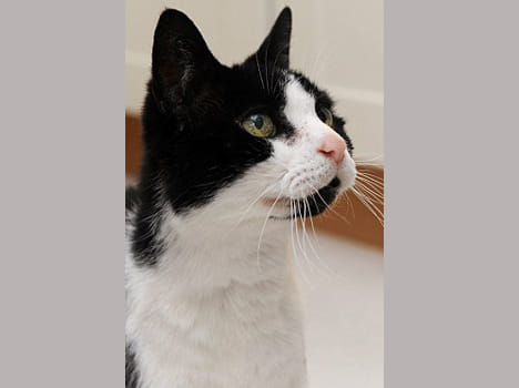 cat saved his owner's life by indicating towards cancer