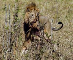 lion come with family