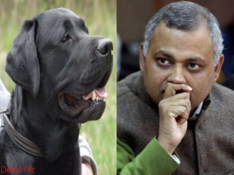 Police will record statement of Somnath Bharti's labrador retriever don.