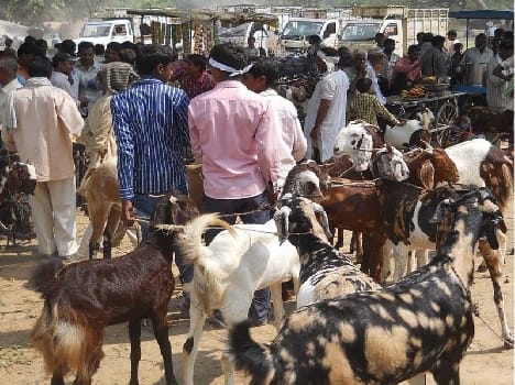  Bakri Eid start preparations