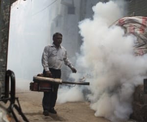 dengue virus spread from normal mosquito too.