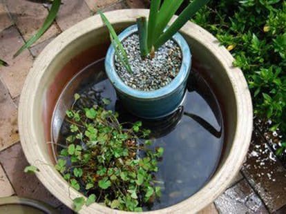 bjp office caretaker family destroyed due to dengue